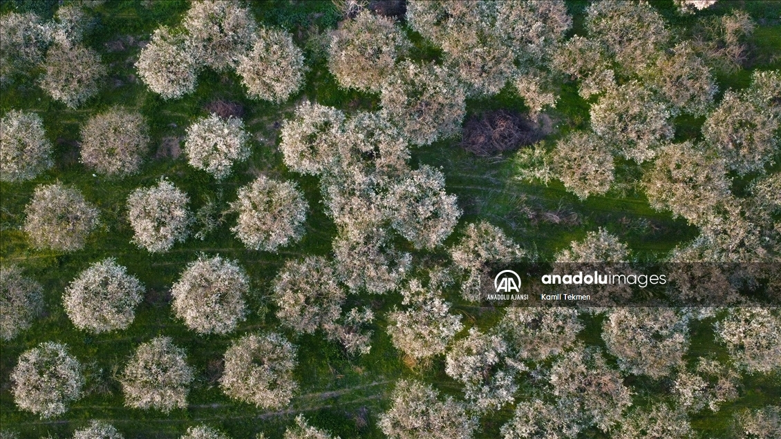 Gediz Ovası çiçeklerle renklendi