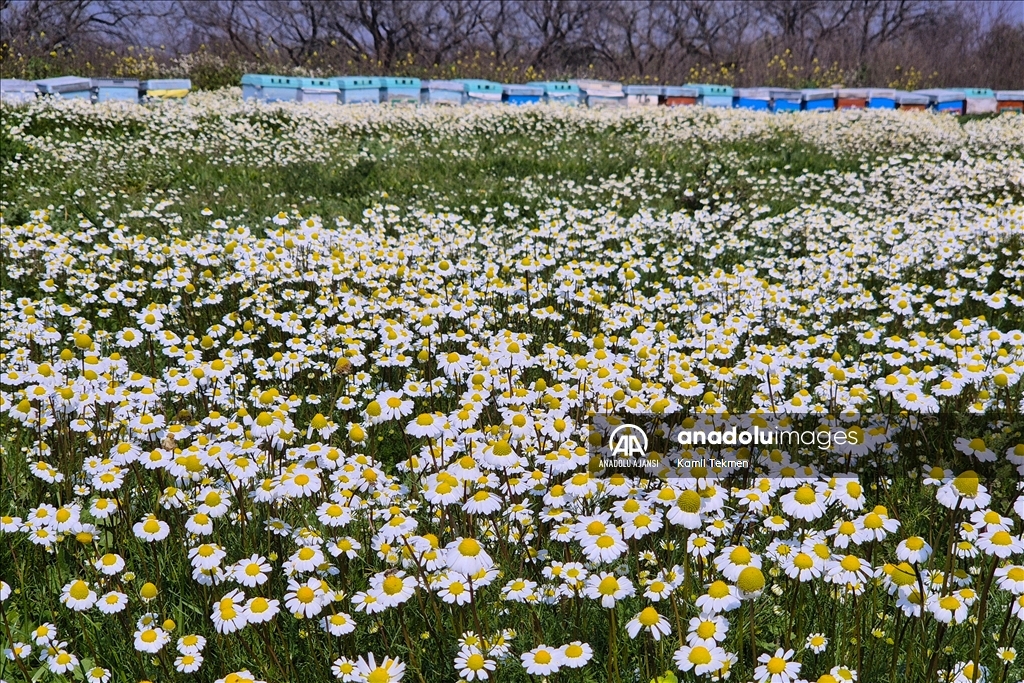 Gediz Ovası çiçeklerle renklendi