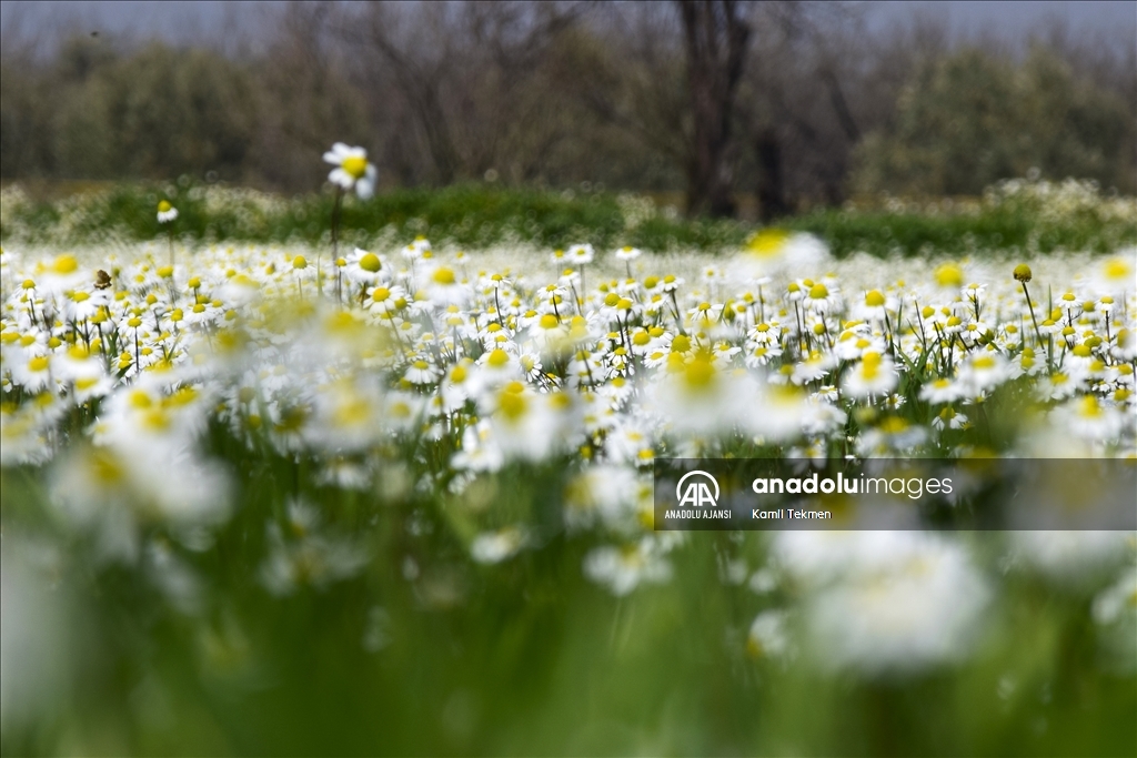 Gediz Ovası çiçeklerle renklendi