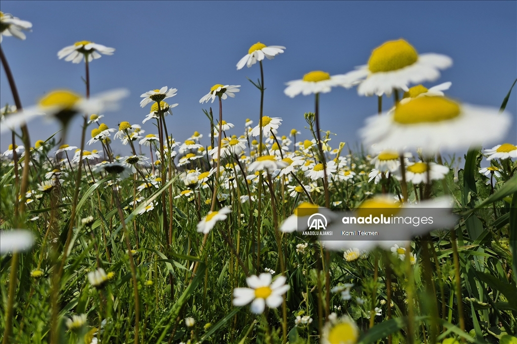 Gediz Ovası çiçeklerle renklendi