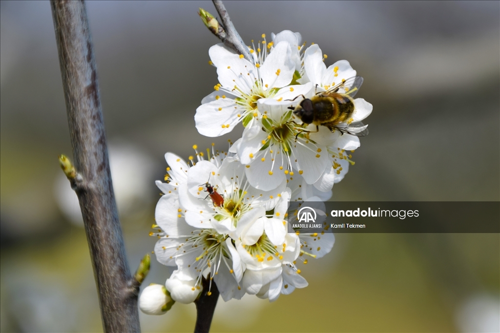 Gediz Ovası çiçeklerle renklendi
