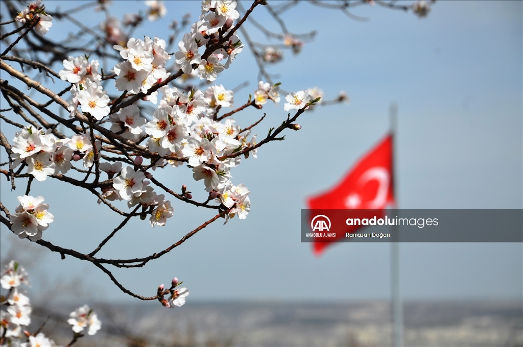 Kütahya'da tarihi Hisar Kalesi'nin eteklerindeki bademler çiçeklendi