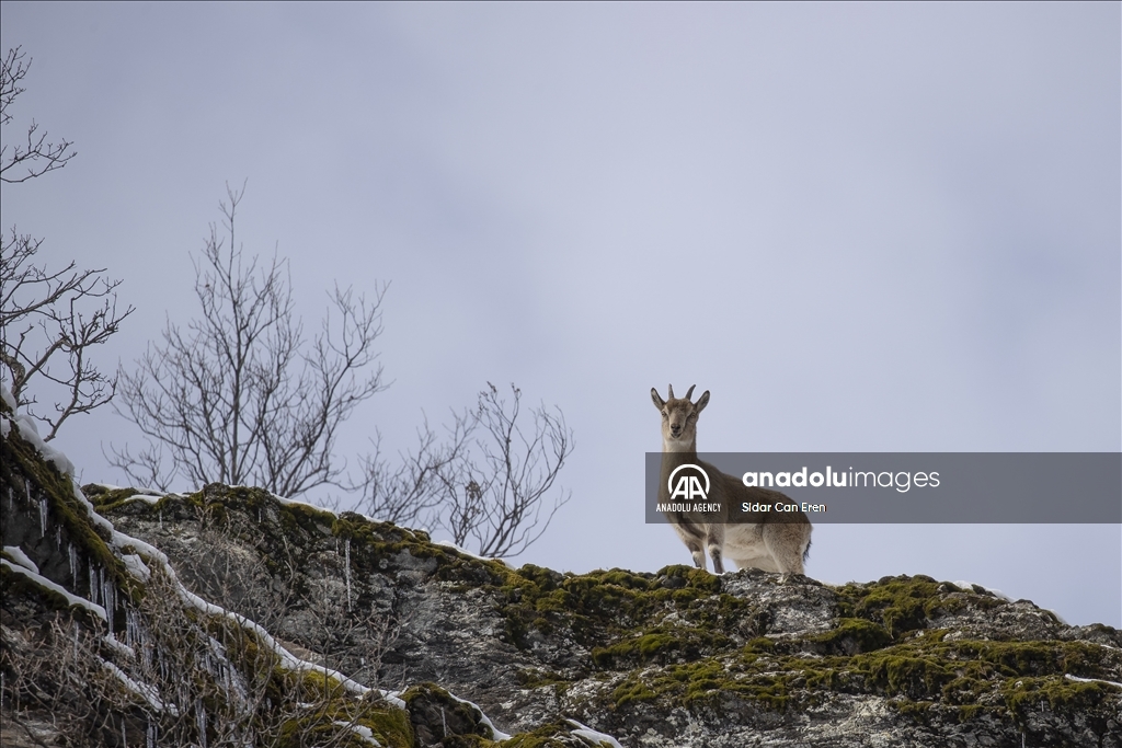 Rock goats in Turkiye's Tunceli