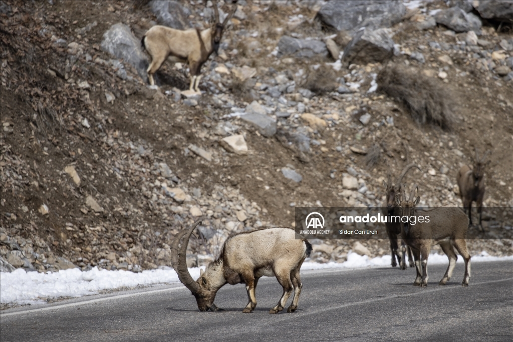 Rock goats in Turkiye's Tunceli