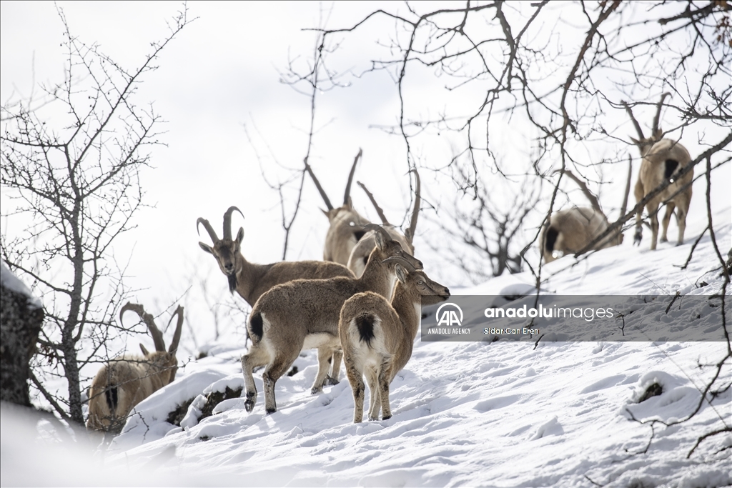 Rock goats in Turkiye's Tunceli