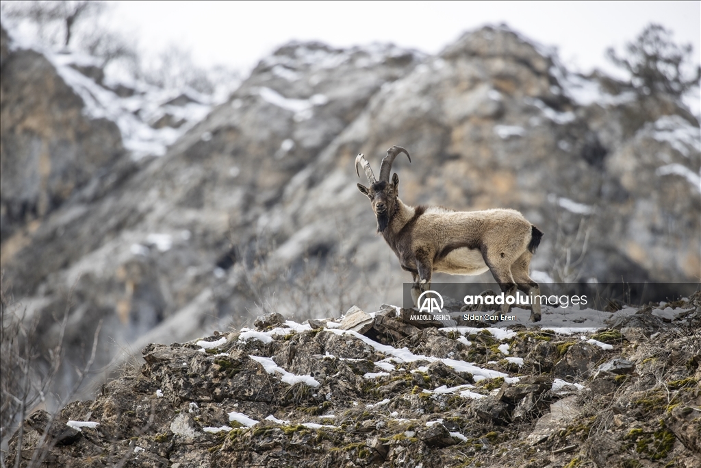 Rock goats in Turkiye's Tunceli