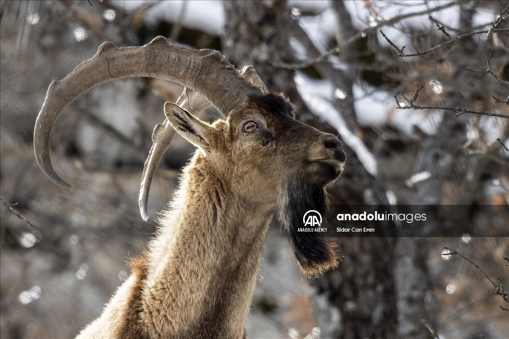 Rock goats in Turkiye's Tunceli