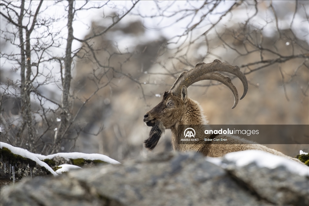 Rock goats in Turkiye's Tunceli