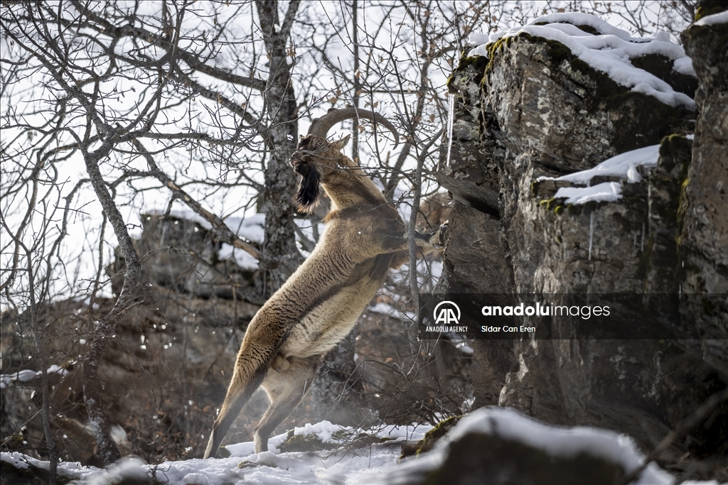 Rock goats in Turkiye's Tunceli