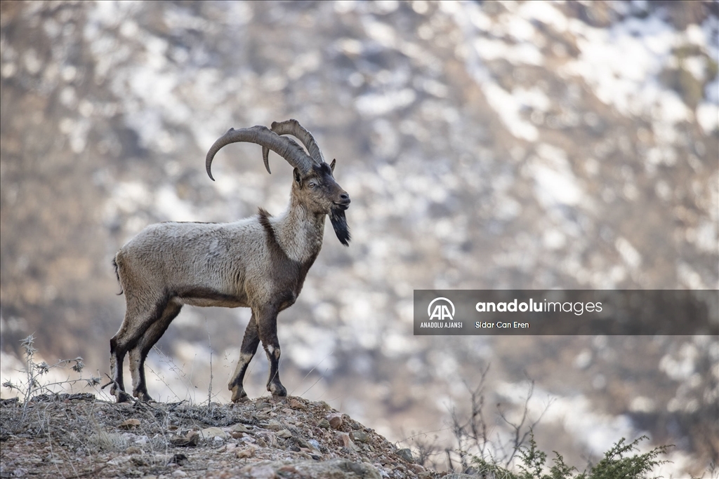 Tunceli dağlarındaki yaban keçileri 