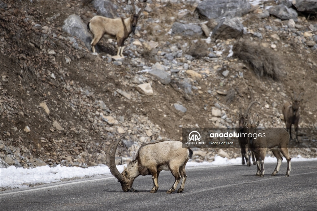 Tunceli dağlarındaki yaban keçileri 