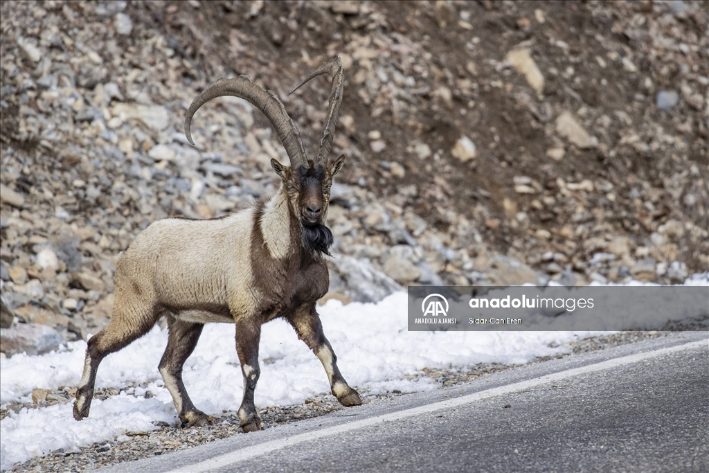 Tunceli dağlarındaki yaban keçileri