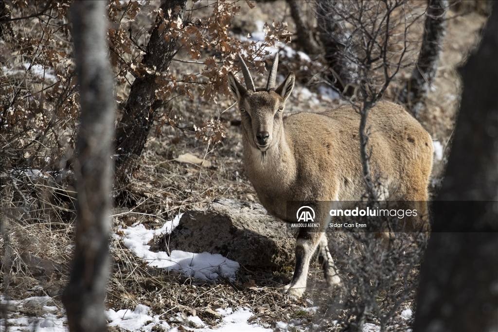 Rock goats in Turkiye's Tunceli