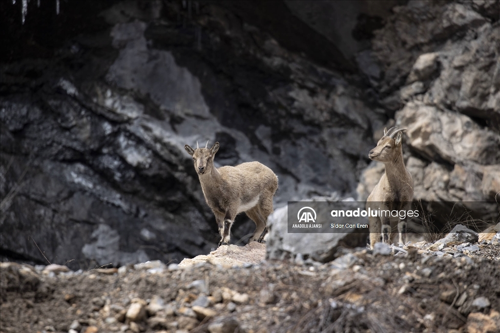 Tunceli dağlarındaki yaban keçileri