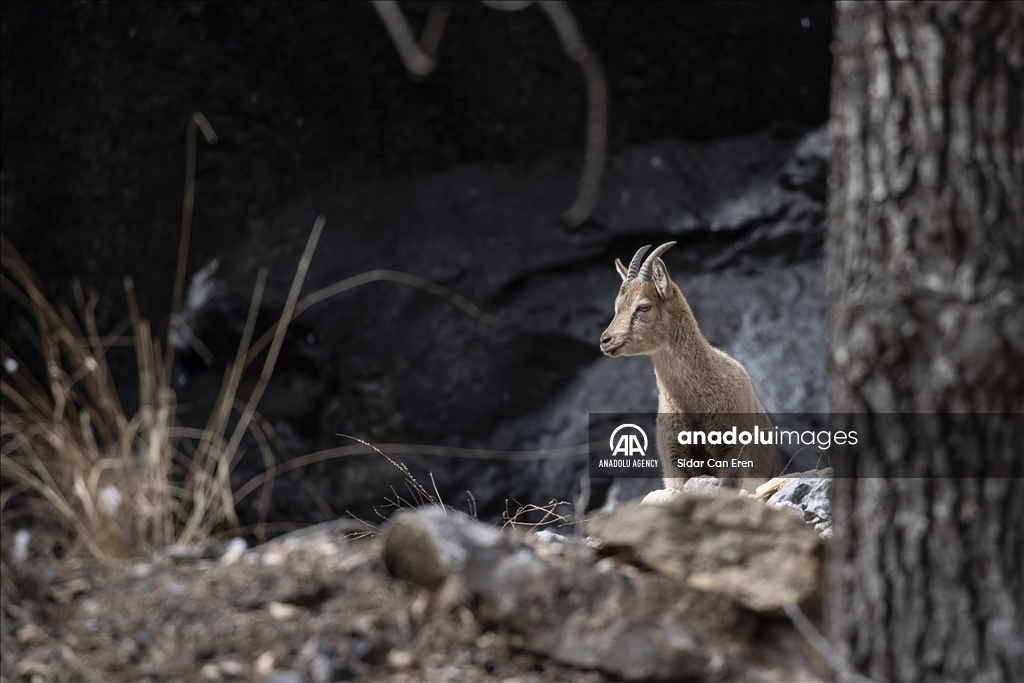 Rock goats in Turkiye's Tunceli