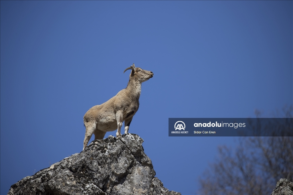 Rock goats in Turkiye's Tunceli