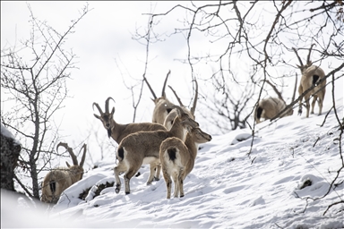 Rock goats in Turkiye's Tunceli