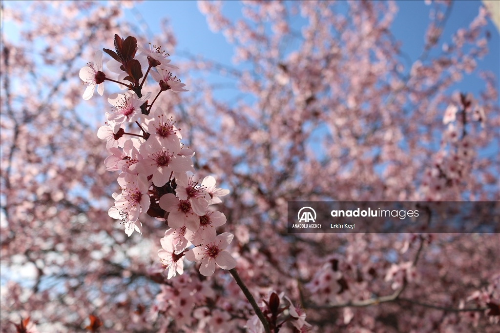 Spring blooms in Pristina as trees Blossom in the city 