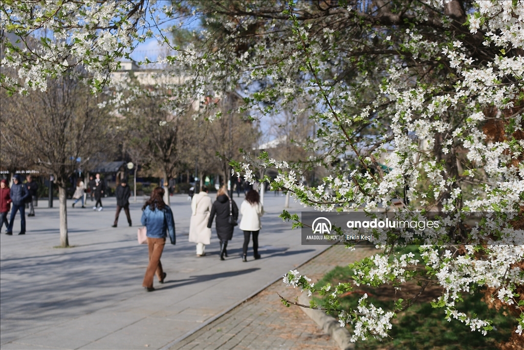 Spring blooms in Pristina as trees Blossom in the city 