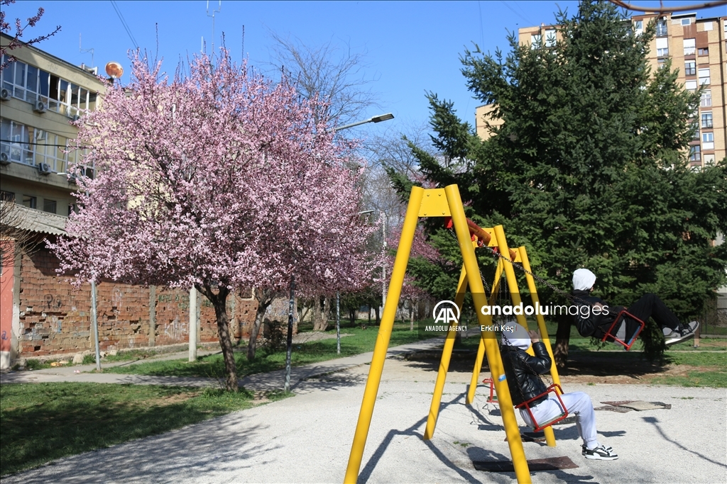 Spring blooms in Pristina as trees Blossom in the city 