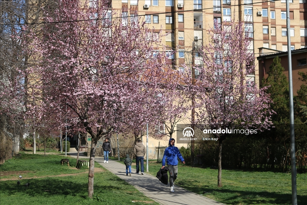 Spring blooms in Pristina as trees Blossom in the city 