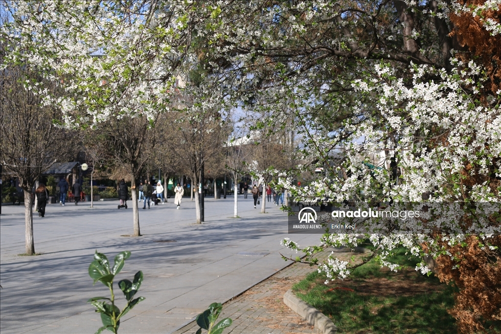 Spring blooms in Pristina as trees Blossom in the city 