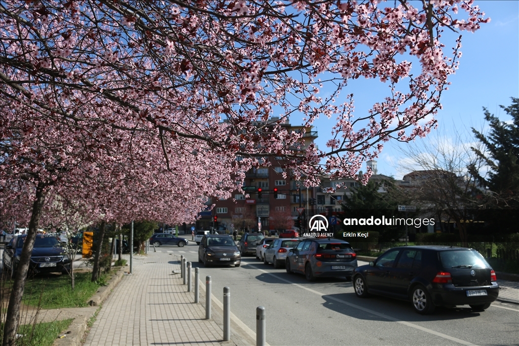 Spring blooms in Pristina as trees Blossom in the city 