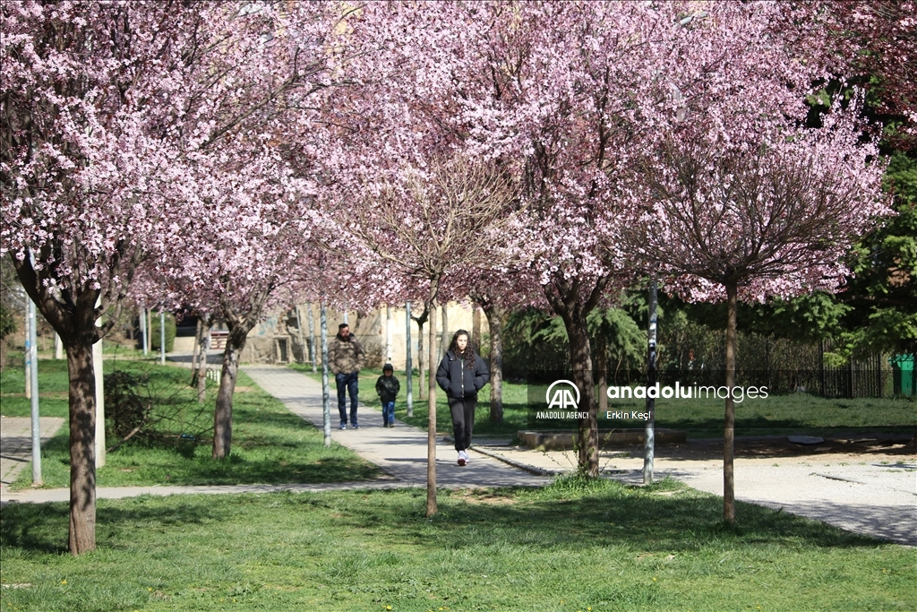 Spring blooms in Pristina as trees Blossom in the city 