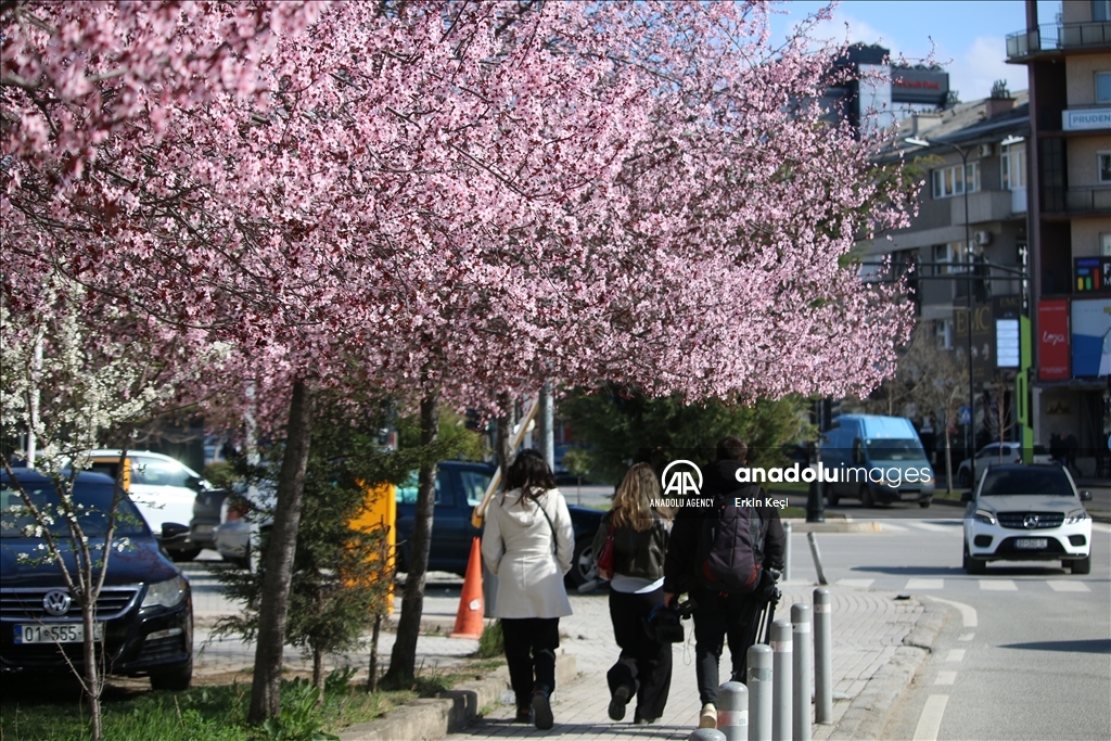 Spring blooms in Pristina as trees Blossom in the city 