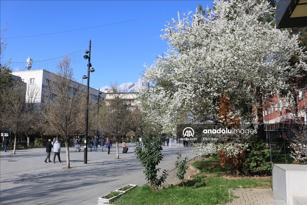 Spring blooms in Pristina as trees Blossom in the city 