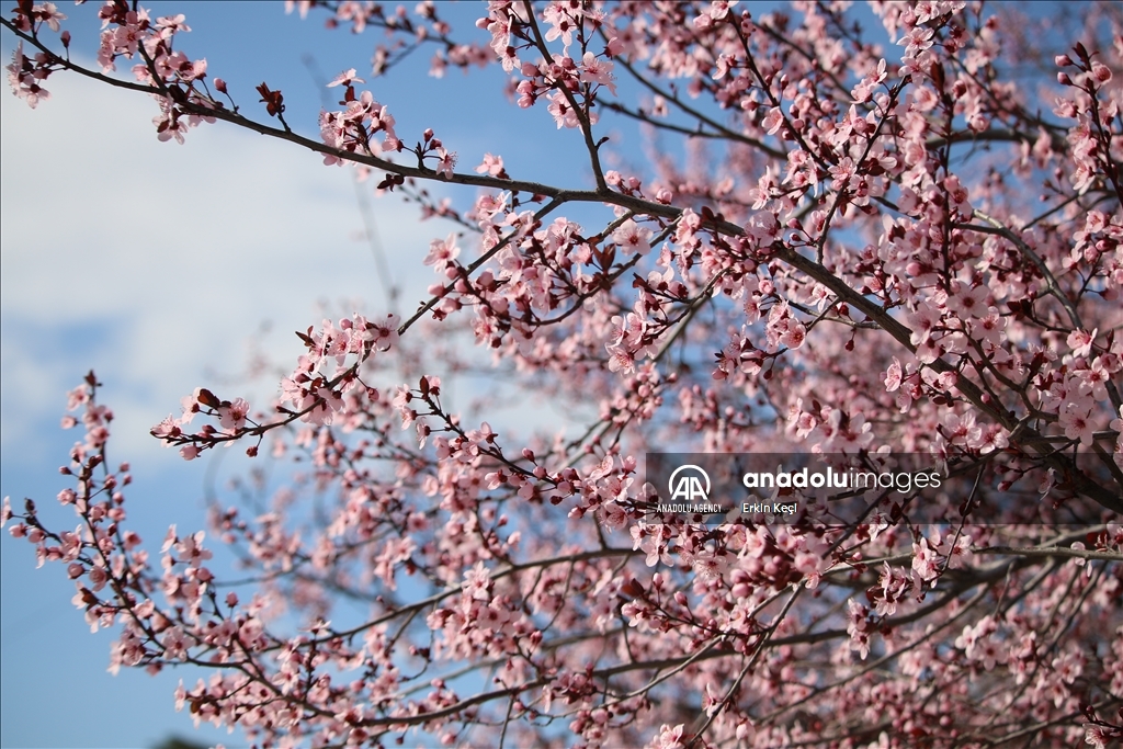 Spring blooms in Pristina as trees Blossom in the city 