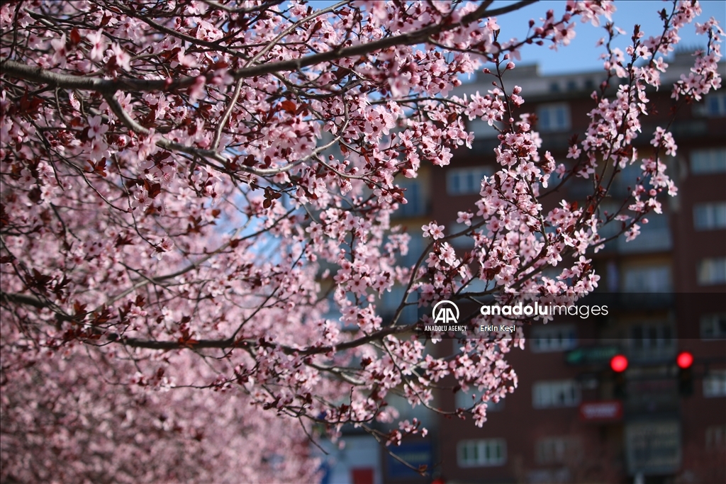 Spring blooms in Pristina as trees Blossom in the city 