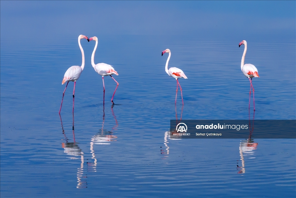 Wildlife diversity decreases in Lake Duden as drought takes effect in Konya