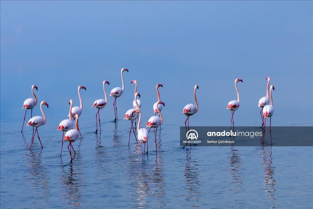 Wildlife diversity decreases in Lake Duden as drought takes effect in Konya