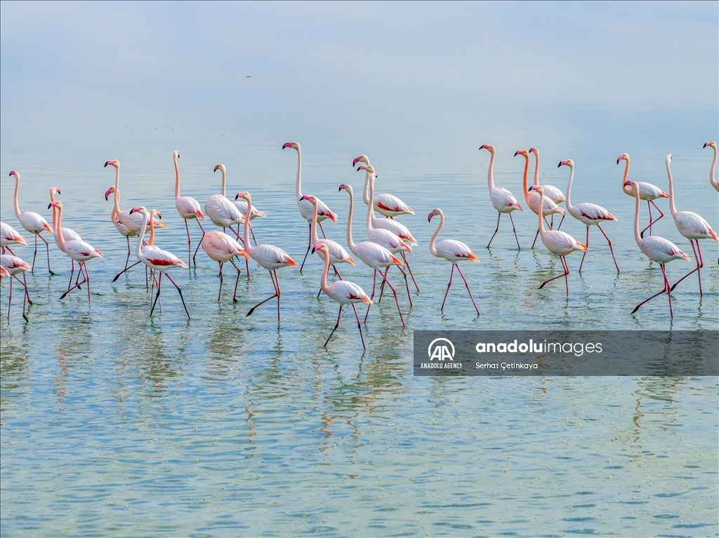 Wildlife diversity decreases in Lake Duden as drought takes effect in Konya