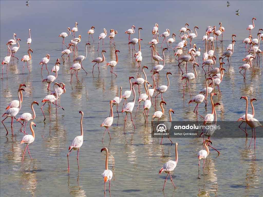 Wildlife diversity decreases in Lake Duden as drought takes effect in Konya