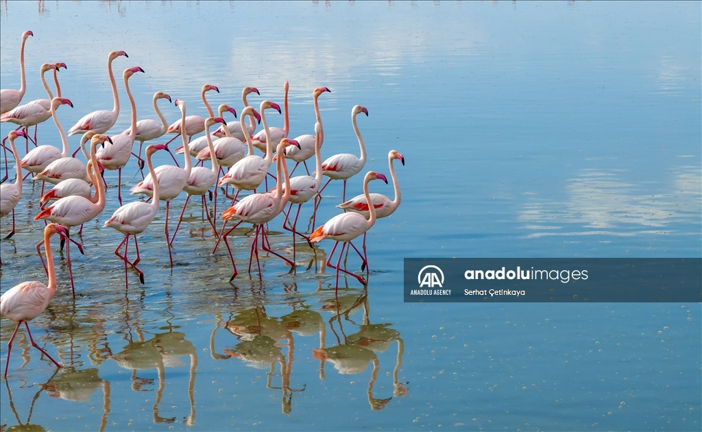Wildlife diversity decreases in Lake Duden as drought takes effect in Konya