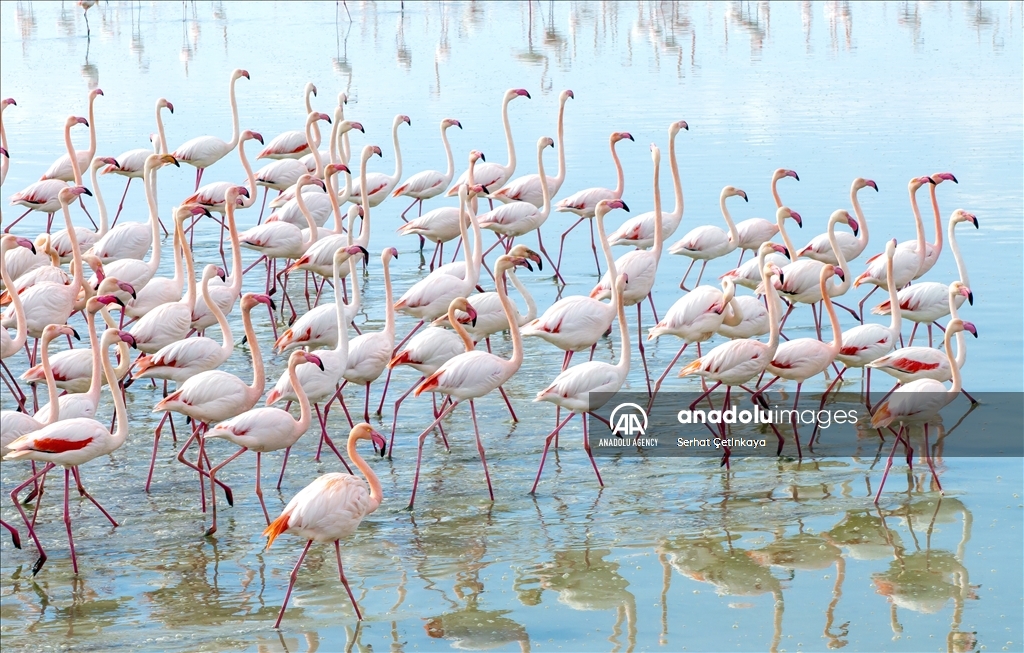 Wildlife diversity decreases in Lake Duden as drought takes effect in Konya