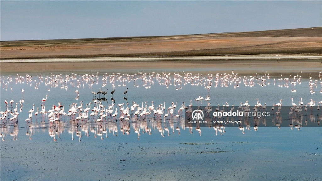 Wildlife diversity decreases in Lake Duden as drought takes effect in Konya