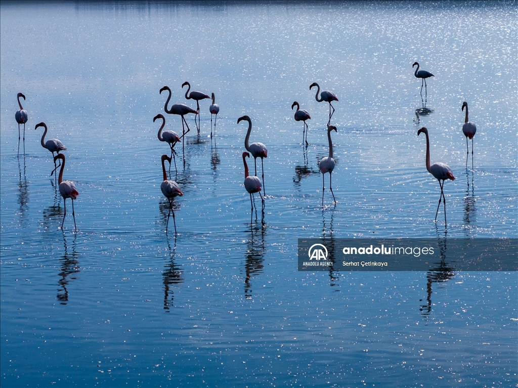Wildlife diversity decreases in Lake Duden as drought takes effect in Konya