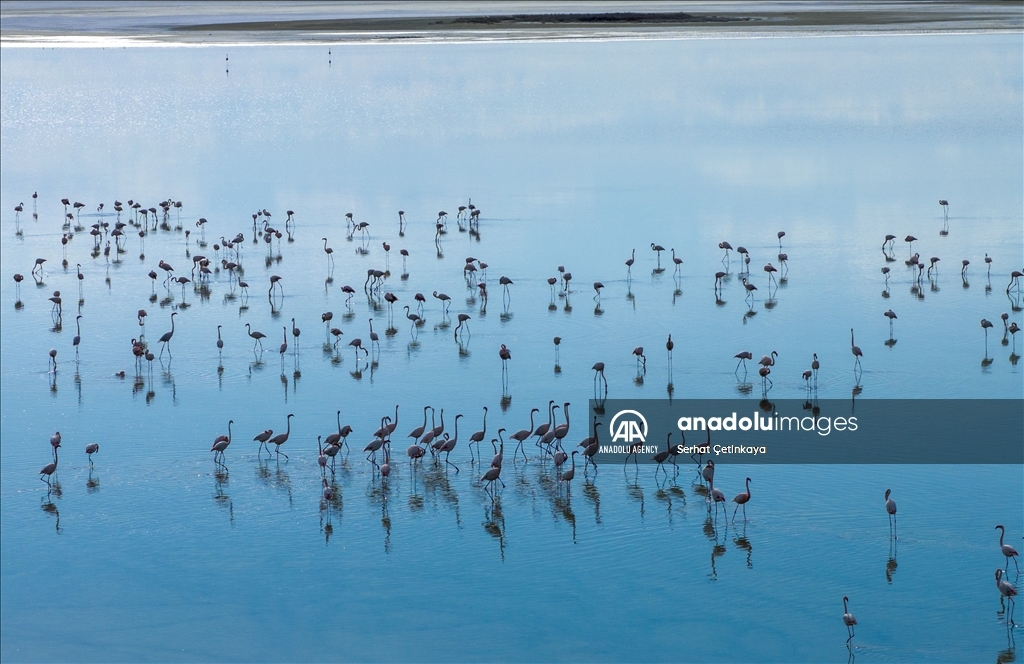 Wildlife diversity decreases in Lake Duden as drought takes effect in Konya