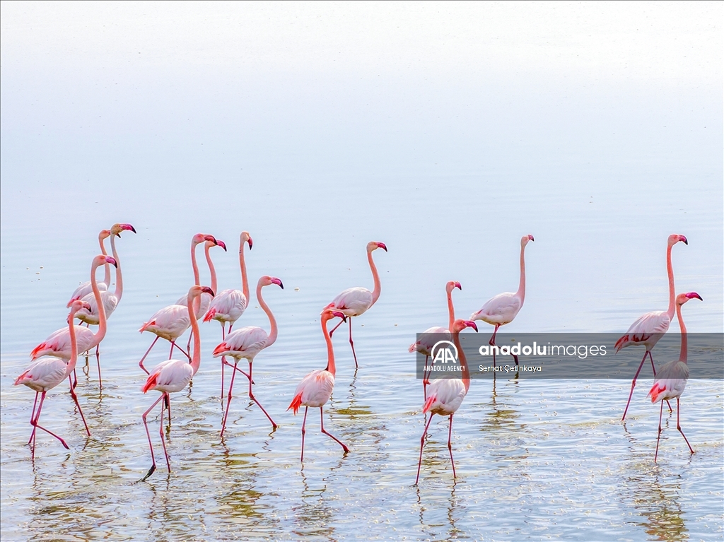 Wildlife diversity decreases in Lake Duden as drought takes effect in Konya