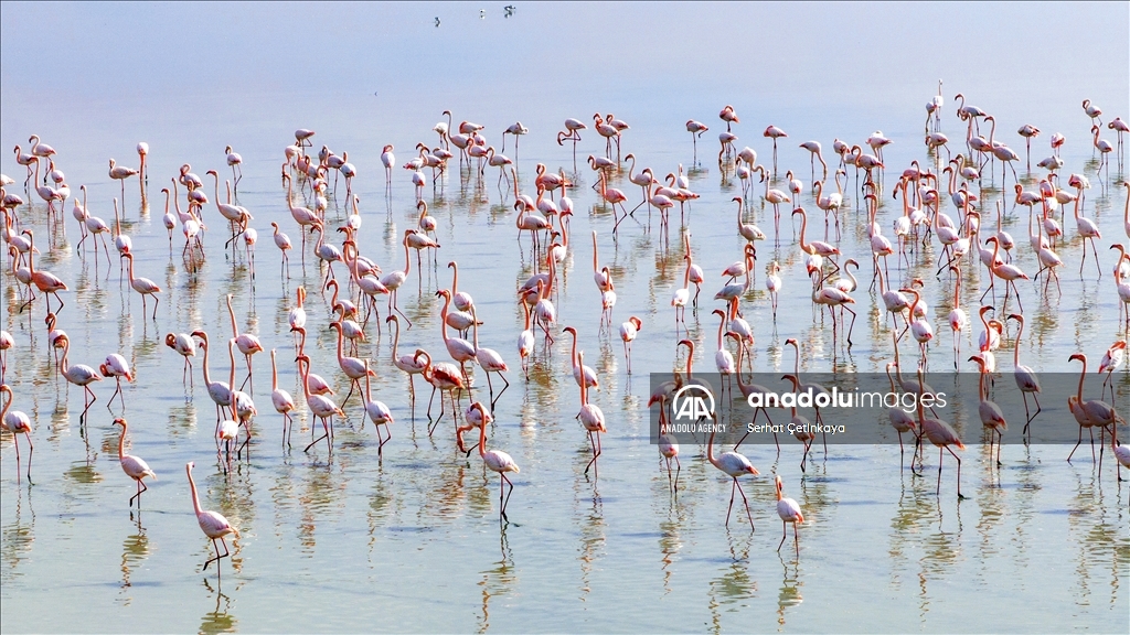 Wildlife diversity decreases in Lake Duden as drought takes effect in Konya
