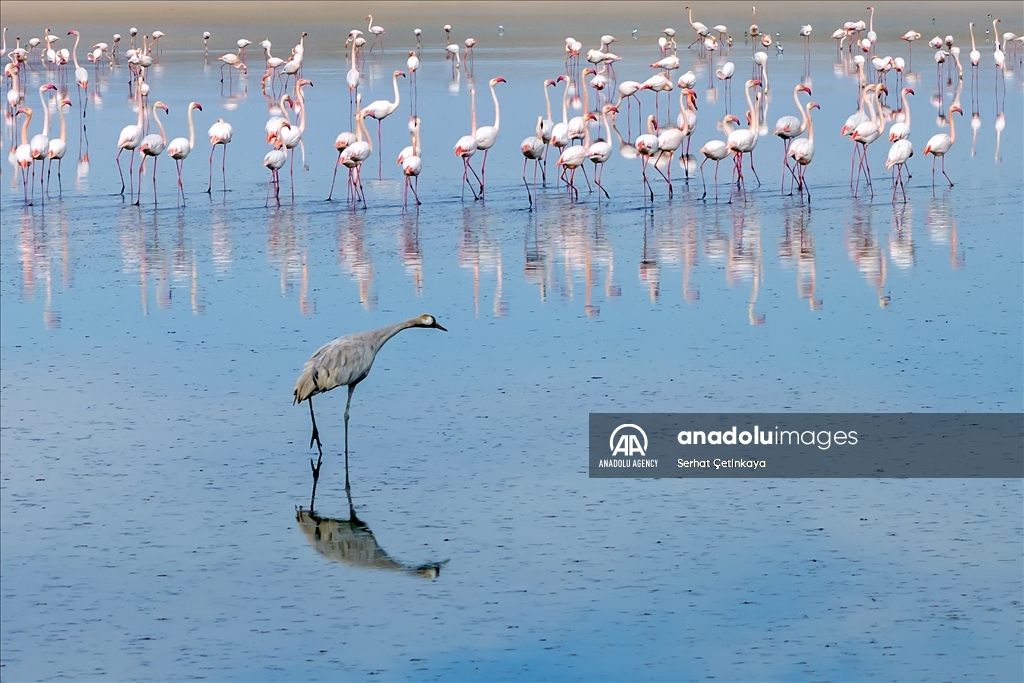 Wildlife diversity decreases in Lake Duden as drought takes effect in Konya