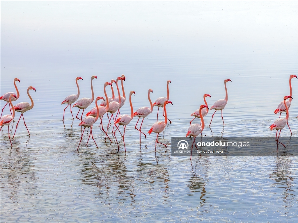 Wildlife diversity decreases in Lake Duden as drought takes effect in Konya
