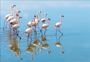 Wildlife diversity decreases in Lake Duden as drought takes effect in Konya