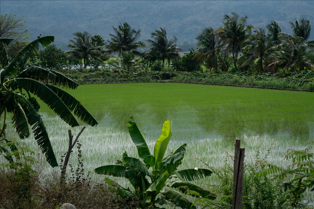 Vietnam's rice field: Mekong Delta