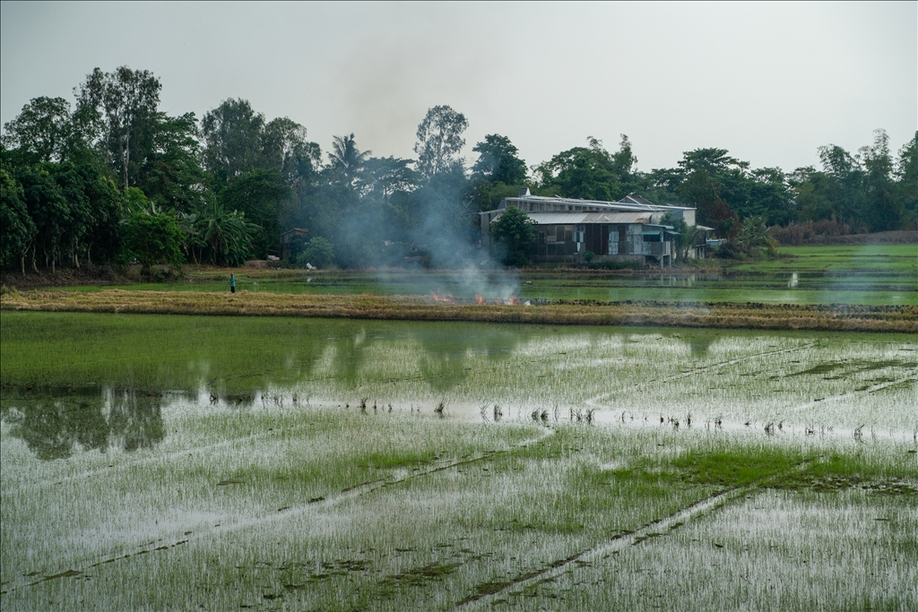 Vietnam's rice field: Mekong Delta