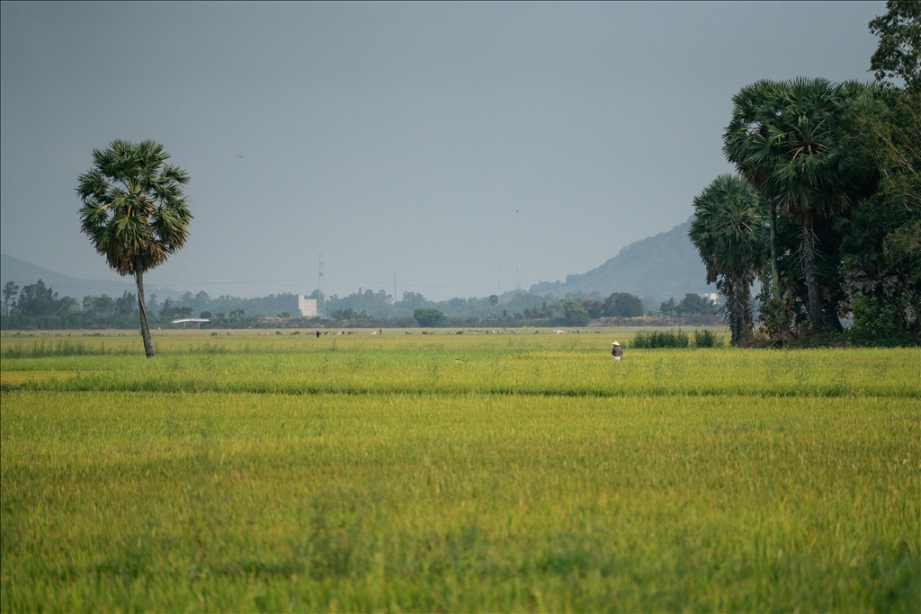 Vietnam's rice field: Mekong Delta