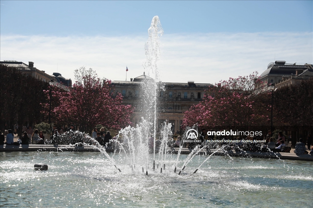 Paris’teki Palais Royal'in bahçesinde manolya ağaçları çiçek açtı
